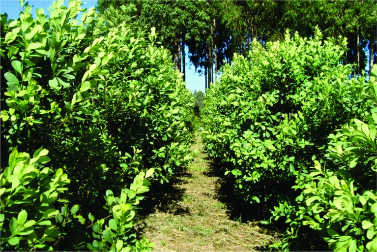O Valor da Erva-Mate Orgânica no Sul do Brasil: Tradição, Sustentabilidade e Inovação